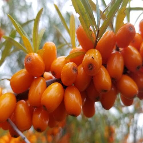 Neue frische Hippophae-Fruchtsamen Orange 50 Stück Neue frische Hippophae-Fruchtsamen Orange 50 Stück von punikondra