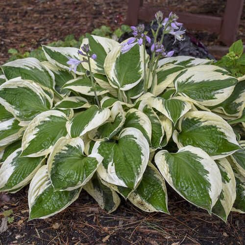 Neue frische Hosta-Pflanzensamen 100 Stück Grün Weiß Neue frische Hosta-Pflanzensamen 100 Stück Grün Weiß von punikondra