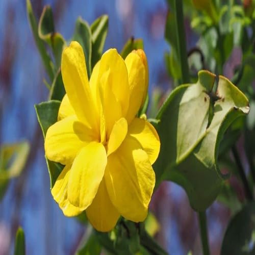 Neue frische Jasminblütensamen, 95 Stück, gelb Neue frische Jasminblütensamen, 95 Stück, gelb von punikondra
