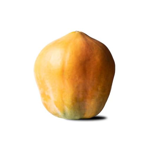 Papaya-Fruchtsamen, 50 Stück, Orange Papaya-Fruchtsamen, 50 Stück, Orange von punikondra