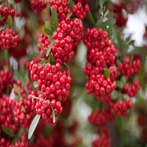 Pyracantha-Fruchtsamen Rot 30 Stück Pyracantha-Fruchtsamen Rot 30 Stück von punikondra