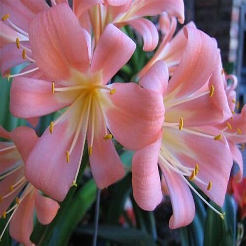 Riesen-Clivia-Blumensamen, blassrosa Riesen-Clivia-Blumensamen, blassrosa von punikondra