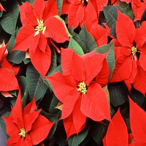 Riesen-Weihnachtsstern-Blumensamen, 100 Stück Riesen-Weihnachtsstern-Blumensamen, 100 Stück von punikondra