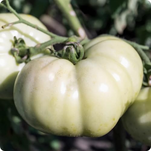 Tomaten-Gemüsesamen 90 Stück für den Anbau von Weiß Tomaten-Gemüsesamen 90 Stück für den Anbau von Weiß von punikondra