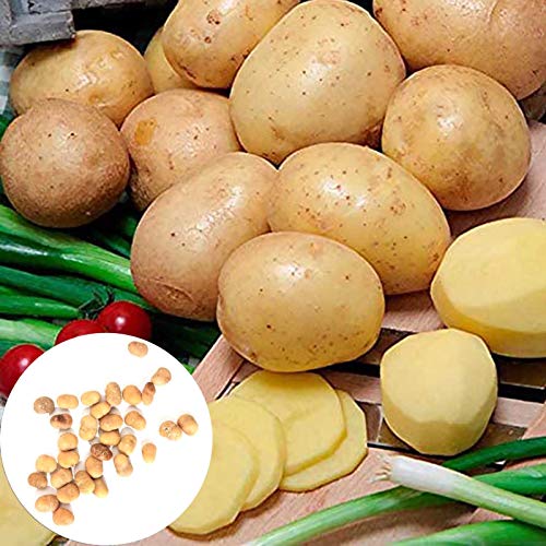 puran 10 Stück / Beutel Kartoffelsamen Leckere Goldene Kartoffeln Gemüsesamen für Zuhause, Züchten Sie Ihre eigenen Pflanzen, ideal für Behälter – Kartoffelsamen von puran