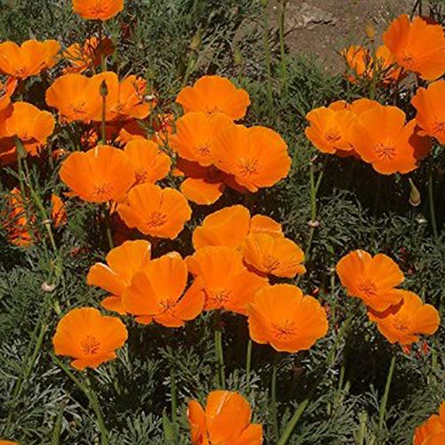 puran 100 Stück/Beutel Eschscholzia Samen Zum Pflanzen, Jährliche Gute Ernte Orange Bonsai Gartenblumensamen Für Zu Hause Kalifornischer Mohn von puran