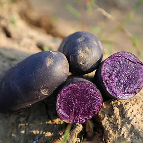 puran 100 Stück/Beutel Gemüsesamen, Kartoffelsamen, einfach zu pflanzen, schnell wachsend, schnelle Keimung, seltene schwarze Haut, lila Fleischkartoffelsamen für Hof – Kartoffelsamen von puran