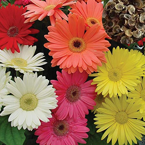 puran 100 Stück/Beutel Gerbera-Samen Zum Pflanzen, Exquisite Bunte Anmutige Gerbera-Blumensamen Für Den Garten, Wachsen Sie Ihre Eigenen Margerite von puran