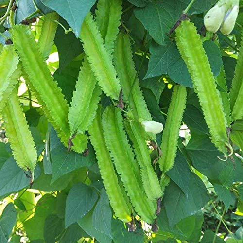 puran 100 Stück/Beutel Winged Bean Seeds Non-GMO-Landschaftspflanze Frischpflanzung Gemüsesämlinge, Wachsen Sie Ihre Eigenen, Ideal Für Container Winged Bean Seeds von puran