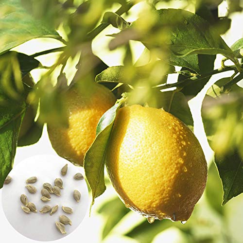 puran Zitronenbaum-Samen, einfaches Anpflanzen, hohe Keimung, mehrjährige Pflanze, für Garten, zum Selbstanbauen, ideal für Behälter – Zitronenbaumsamen von puran