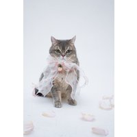 Ostergeschenk, Peach Dream Bowtie Hundehalsband, Katzenhalsband von purrypurry