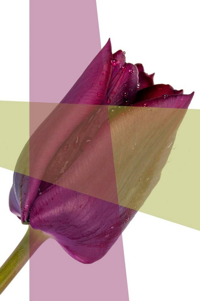 queence Acrylglasbild Blume von queence