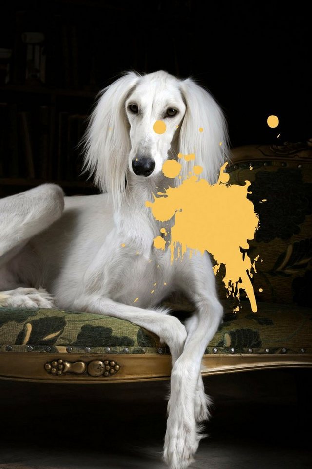 queence Acrylglasbild Hund von queence