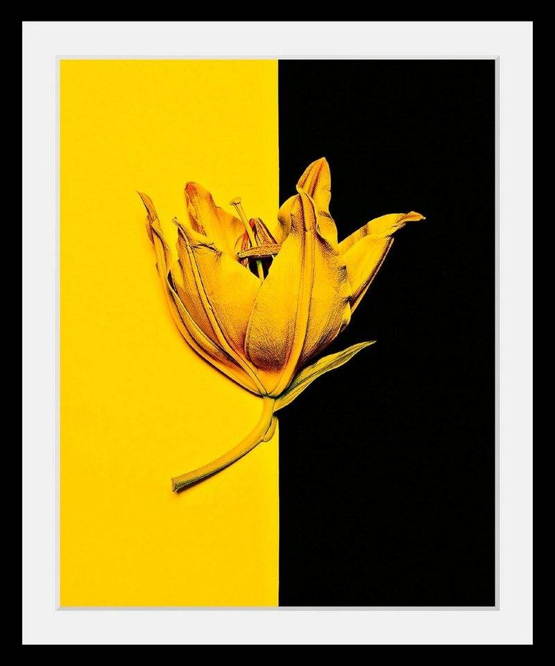 queence Bild Blüte, Blumen, Blumenbilder, Kunst, Pflanzen, HD Premium Poster-Druck inkl. Holzrahmen von queence