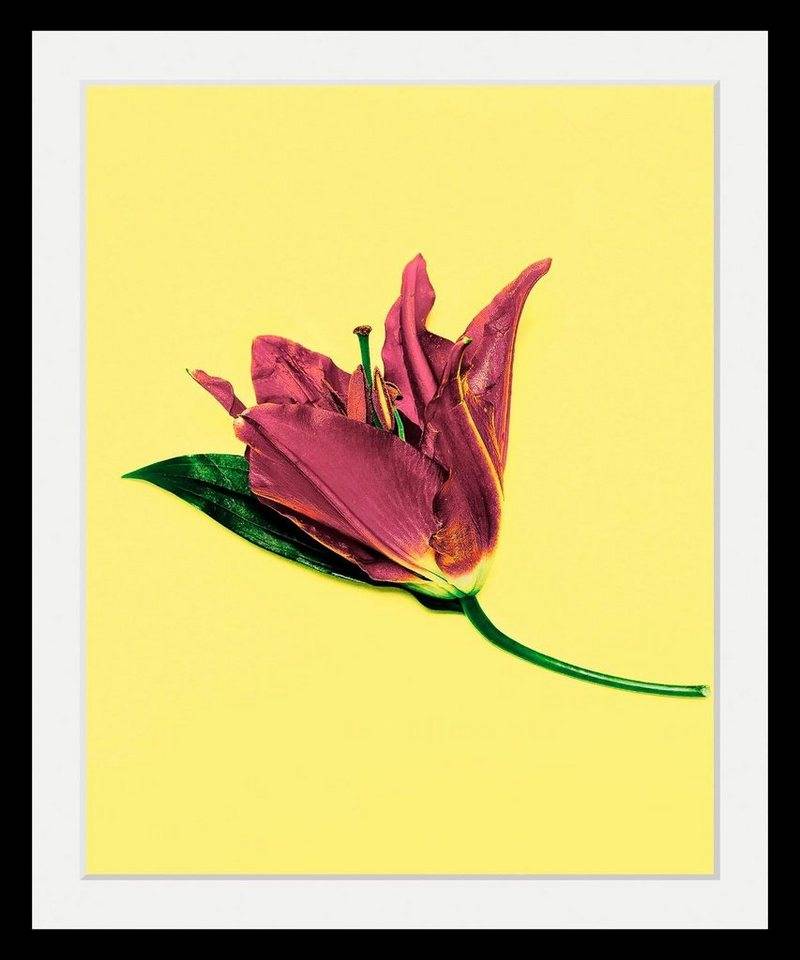 queence Bild Blume, Blumen, Blumenbilder, Kunst, Pflanzen, HD Premium Poster-Druck inkl. Holzrahmen von queence