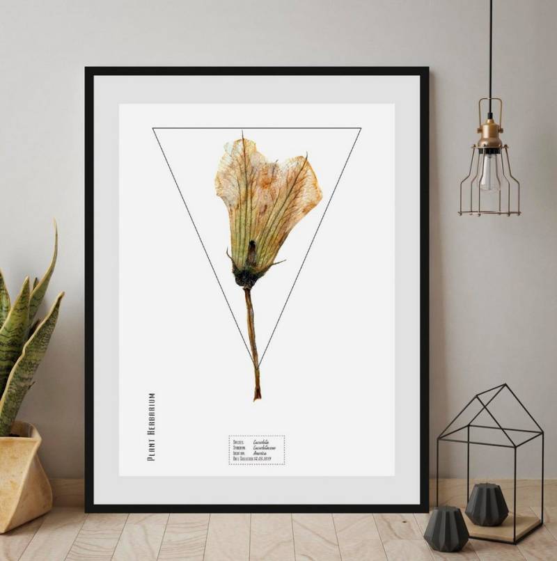 queence Bild Cucurbita, Pflanzen, Pflanzenbilder, Schriftzug (1 St), HD Premium Poster-Druck inkl. Holzrahmen von queence