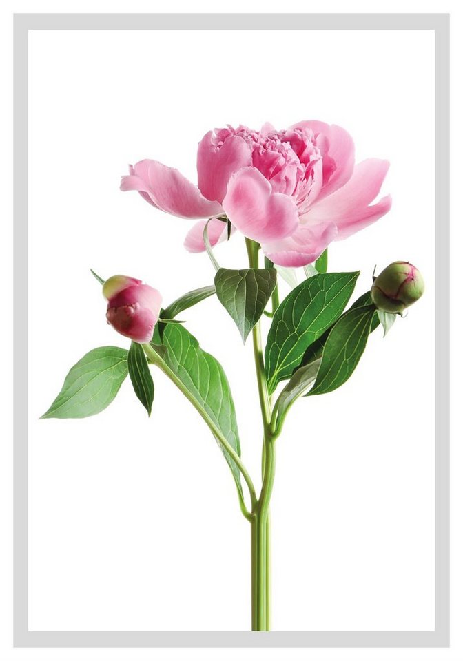 queence Bild Gundula, Blumen, gerahmt, Rosen von queence