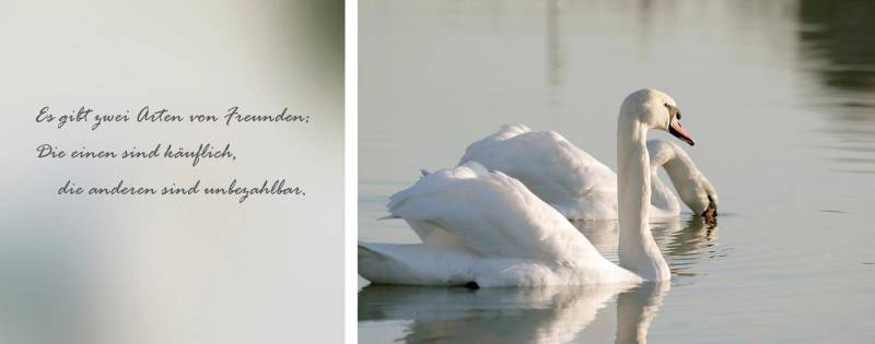 queence Leinwandbild Freunde, Kunst, Modern, Schriftzug, Schriftzüge, Schwanen Bilder, See, Seebilder, Seelandschaft, Spa, Spa Bilder, Sprüche, Sprüche & Texte (Set), Premium-Leinwandstoff, Handarbeit aus Deutschland, Zitat, 2er Set von queence