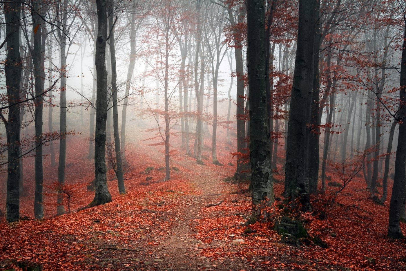 queence Leinwandbild Herbstwald, Baumbilder, Bäume (1 St), Akustikbild mit sehr guten Schallabsorptions-Eigenschaften von queence