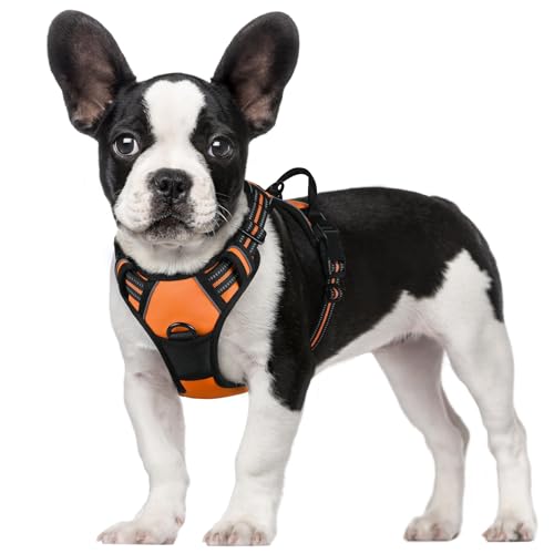 rabbitgoo Hundegeschirr Mittelgroße Hunde Anti Zug Geschirr Hund mit Kontrolle No Pull Verstellbar Hundegeschirr Grosse Hunde Atmungsaktiv Reflexstreifen Brustgeschirr Hund Sichere Führung Orange S von rabbitgoo