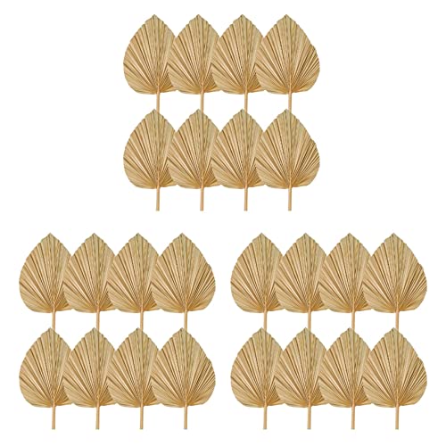 rieder 24 STÜCKE Getrocknete Palmblätter Dekorationen Getrimmte Getrocknete Palmenfächer Tropische Getrocknete Hochzeitsblumen Boho Hochzeitsdeko von rieder