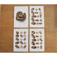 4 Antike Chromolithograph Buchscheiben Von Nüssen Aus Dem Jahrbuch Des Us-Landwirtschaftsamtes von robinseggbleunest