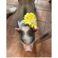 Blumenmädchen Halsband Mit Weichem Gummizug, Mini Schwein, Hängebauch Hund von rootertothetooter