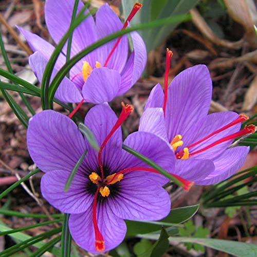 ANGEBOT 50 BULBS Saffron Crocus sativus Krokus Anbau von saffron crocus