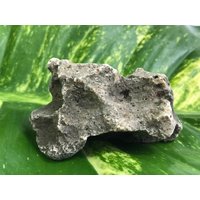 Natürlicher Karst Kalkstein Stein - Srau Beach, Indonesien 105G von saharagems