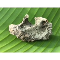 Natürlicher Kalkstein - Karststein Nichtkristalline Form Von Calcit Srau Beach Pacitan Zentral Java Indonesien Natürliche Erstaunliche 22, 8 G Natürlicher Kalkstein - Karststein Nichtkristalline Form Von Calcit Srau Beach Pacitan Zentral Java Indonesien Natürliche Erstaunliche 22, 8 G von saharagems