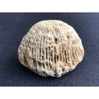 Versteinerte Koralle Aus Java - Indonesien Natürlich Gebleicht Glänzend Braun-Beige Toller Wohndekor Oder Für Aquarium 55, 1 G von saharagems