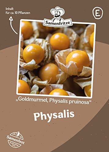 Ananaskirsche Goldmurmel, Physalis pruinosa Samen für ca. 10 Pflanzen - fruchtig und süß von samenfritze