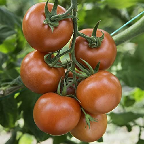 Arkansas Traveler Bio-Tomatensamen für ca. 10 Pflanzen - saftige Salattomate von samenfritze