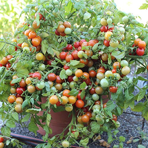 Bajaja Tomatensamen für ca. 15 Pflanzen - pflegeleichte Sorte, Massenertrag von samenfritze