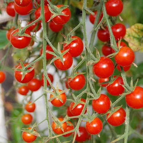Bio-Tomatensamen Rote Johannisbeere ca. 15 Samen - pflegeleichte Buschtomate von samenfritze