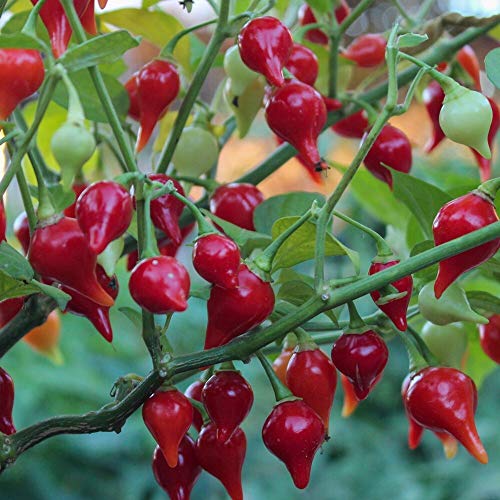 Biquinho rot Chili 10 Samen - milde, sehr ertragreiche Sorte von samenfritze