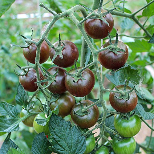 Black Cherry Bio-Tomatensamen für ca. 10 Pflanzen - beliebte, aromatische Sorte von samenfritze