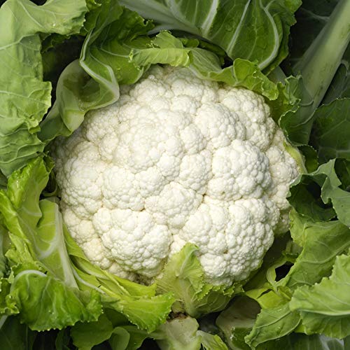 Blumenkohl Neckarperle ca. 50 Samen - mittelfrühe, ertragssichere Sorte von samenfritze