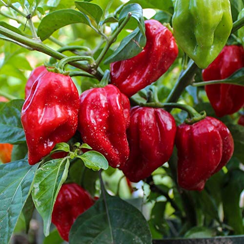 Chili Habanero rot Samen für ca. 15 Pflanzen - klassischer, weit verbreiteter Chili von samenfritze