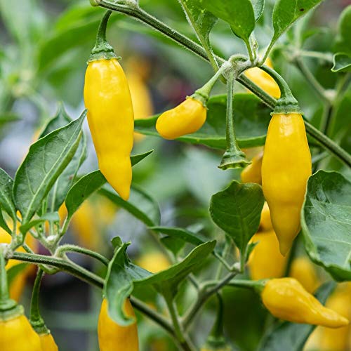 Chili Hot Lemon 10 Samen - ausgeprägtes Zitrusaroma, ertragreich von samenfritze