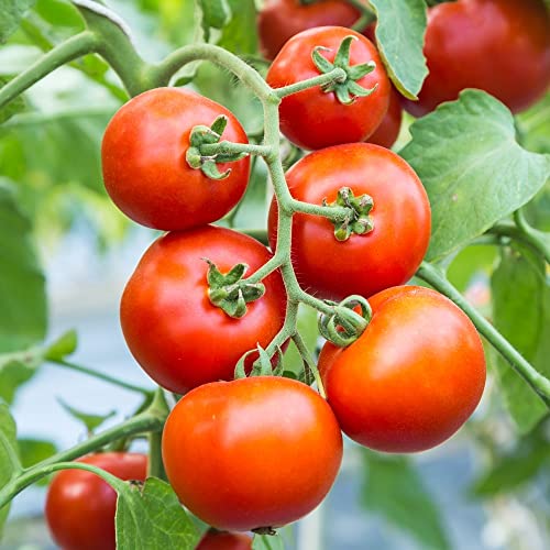 Cocktail Crush F1 Tomate 6 Samen - resistent gegen die Braun- und Krautfäule von samenfritze