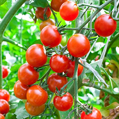 Consuelo F1 Tomate 10 Samen - braunfäuletolerant, ertragreich und süß von samenfritze