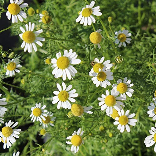 Echte Kamille ca. 3000 Samen - Matricaria recutita, ideal für Tee geeignet von samenfritze