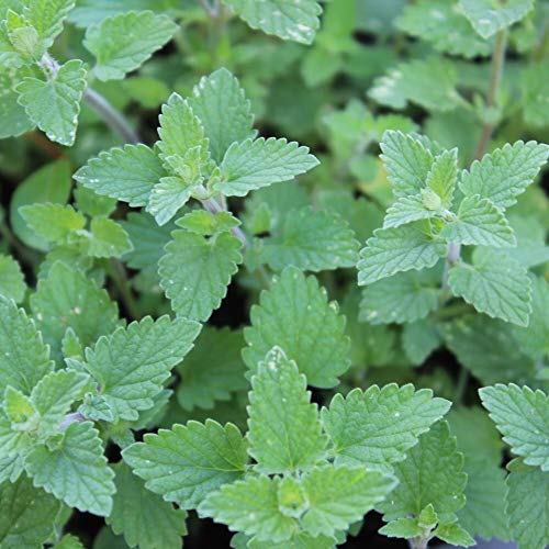 Echte Katzenminze ca. 500 Samen - Nepeta cataria, mehrjährig von samenfritze