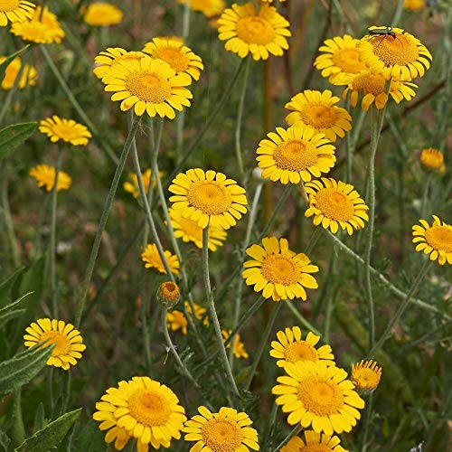 Färberkamille ca. 1000 Samen - Anthemis tinctoria, auch Hundskamille genannt von samenfritze