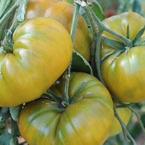 Green Moldovan Bio-Tomatensamen für ca. 10 Pflanzen - außergewöhnliches Aroma von samenfritze