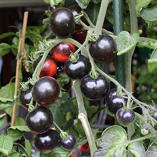 Indigo Rose Tomate 10 Samen - schwarz-lilafarben, mild und saftig von samenfritze
