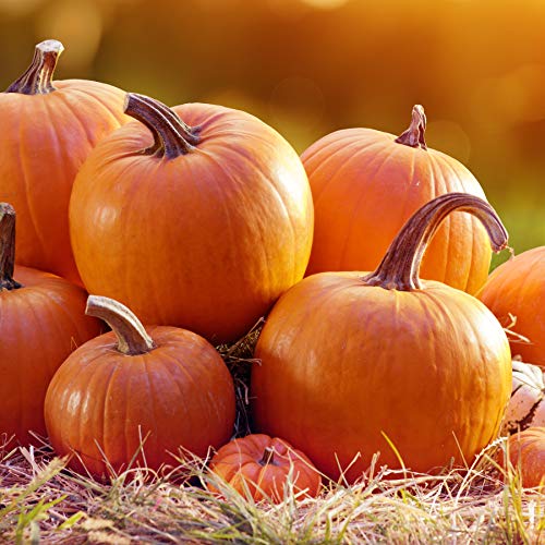 Jack O`Lantern Kürbis Samen für ca. 10 Pflanzen - idealer Halloweenkürbis von samenfritze