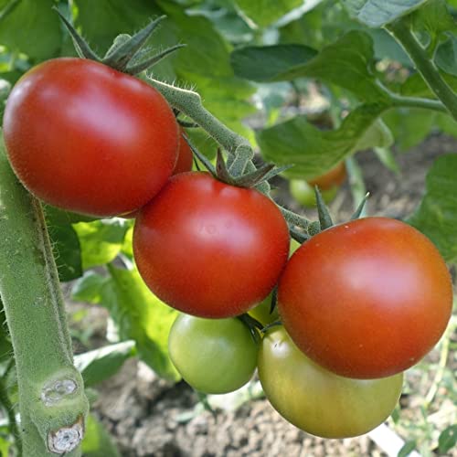 Karos Bio-Tomatensamen für ca. 10 Pflanzen - robust und pflegeleicht von samenfritze