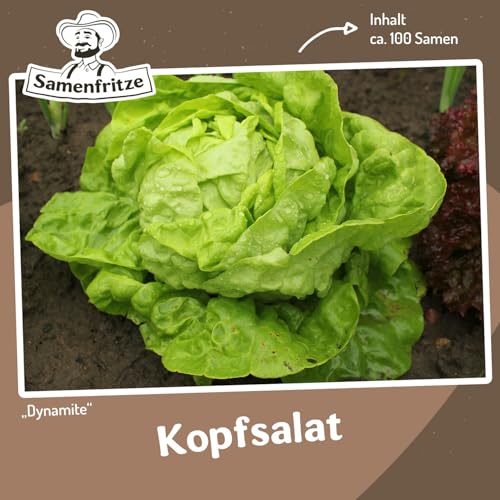 Kopfsalat Dynamite ca. 100 Samen - mittelgroße Köpfe, sehr robust von samenfritze